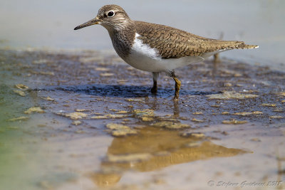 Piro piro piccolo (Actitis hypoleucos) - Common Sandpiper	