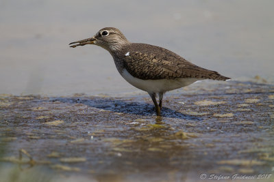 Piro piro piccolo (Actitis hypoleucos) - Common Sandpiper	