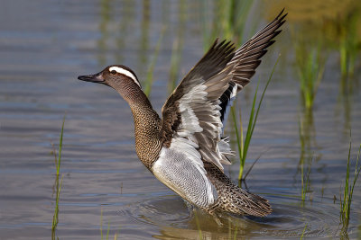 Marzaiola ( Anas querquedula ) - Garganey	