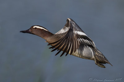 Marzaiola ( Anas querquedula ) - Garganey	