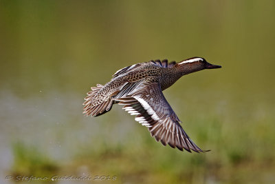 Marzaiola ( Anas querquedula ) - Garganey	