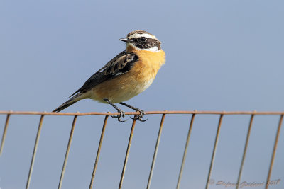 Stiaccino (Saxicola rubetra) - Whinchat	