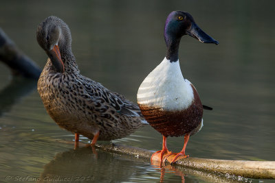 Mestolone (Anas clypeata) - Northern Shoveler	