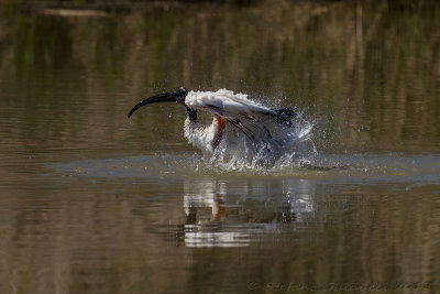 Ibis sacro (Threskiornis aethiopicus) - Sacred Ibis	