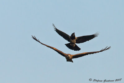Nibbio bruno (Milvus migrans) - Black Kite	