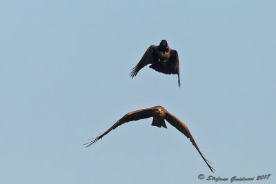 Nibbio bruno (Milvus migrans) - Black Kite	