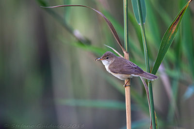 Cannaiola (Acrocephalus scirpaceus) - Reed Warbler	