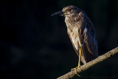 Nitticora (Nycticorax nycticorax) - Black-crowned Night-Heron	