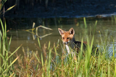 Volpe (Vulpes vulpes) - Red fox