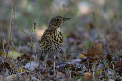 Tordo bottaccio (Turdus philomelos) - Song Thrush	