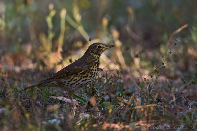 Tordo bottaccio (Turdus philomelos) - Song Thrush	