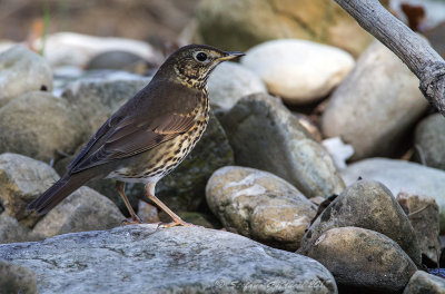 Tordo bottaccio (Turdus philomelos) - Song Thrush	