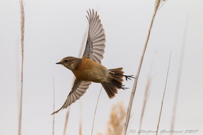 Saltimpalo (Saxicola rubicola) - European Stonechat	