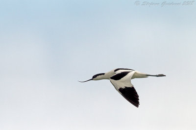 Avocetta (Recurvirostra avosetta) - Pied Avocet	