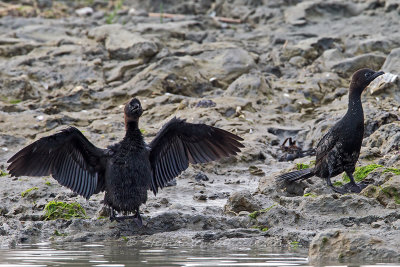 Marangone minore	(Phalacrocorax pygmaeus) - Pygmy Cormorant