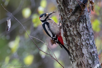 Picchio rosso maggiore	(Dendrocopos major) - Great Spotted Woodpecker