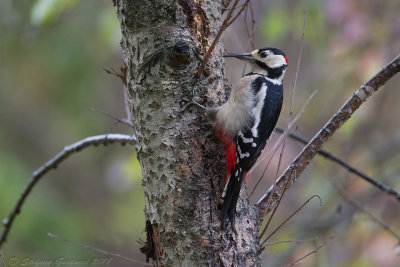 Picchio rosso maggiore	(Dendrocopos major) - Great Spotted Woodpecker