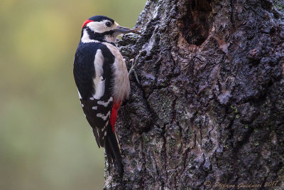 Picchio rosso maggiore	(Dendrocopos major) - Great Spotted Woodpecker