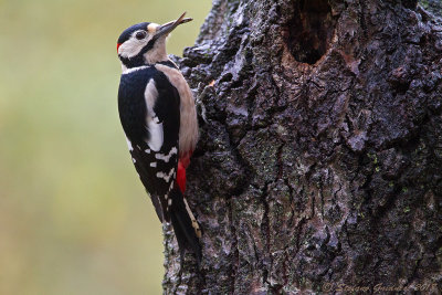 Picchio rosso maggiore	(Dendrocopos major) - Great Spotted Woodpecker