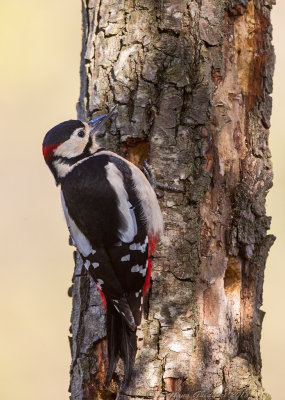 Picchio rosso maggiore	(Dendrocopos major) - Great Spotted Woodpecker