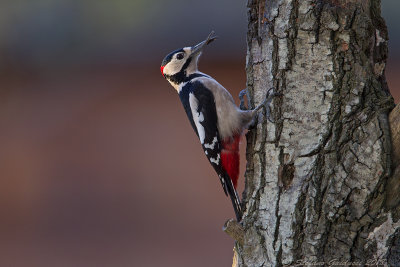 Picchio rosso maggiore	(Dendrocopos major) - Great Spotted Woodpecker