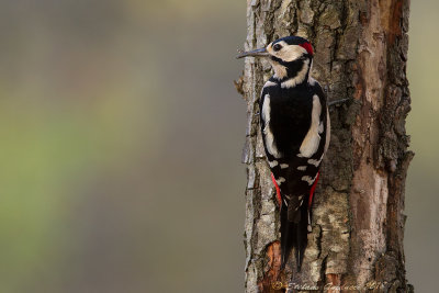 Picchio rosso maggiore	(Dendrocopos major) - Great Spotted Woodpecker