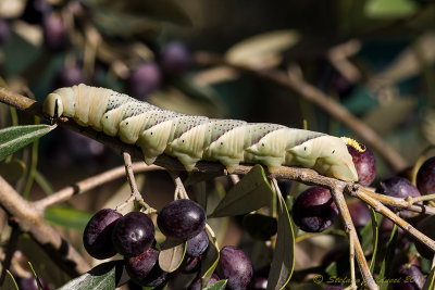 Bruco di Sfinge testa di morto (Acherontia atropos)