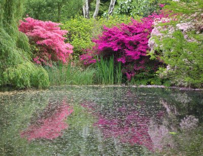 Isabella Plantation 5