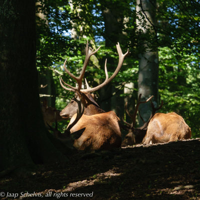 Wild- & Erlebnispark Daun