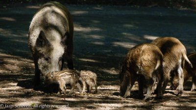 Wild- & Erlebnispark Daun