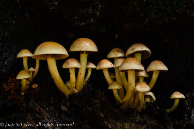 Gewone zwavelkop (Hypholoma fasciculare)