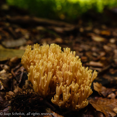 Kroontjesknotszwam  (Artomyces pyxidatus)