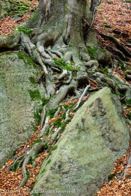 Beuk; Beech; Fagus sylvatica