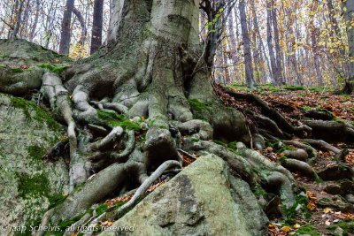 Beuk; Beech; Fagus sylvatica