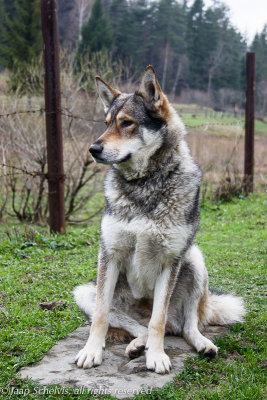 Kruising tussen een wolf en een hond. Hybrid of a wolf and a dog
