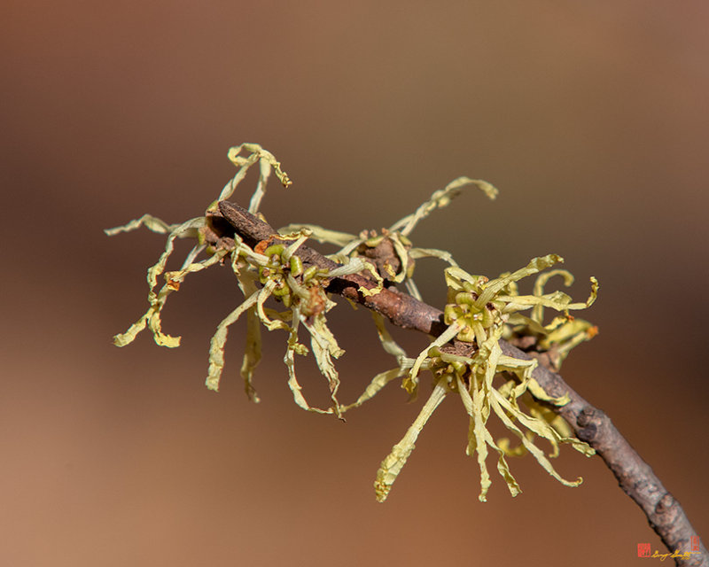 Common Witch-hazel or American Witch-hazel (Hamamelis virginiana) (DFL0926)
