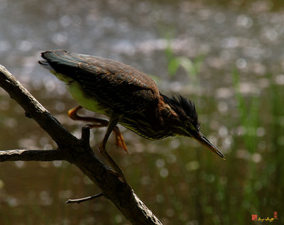 Green Heron Stalking (DMSB0065)