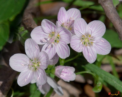 Virginia Spring-Beauty or Narrowleaf Spring-Beauty