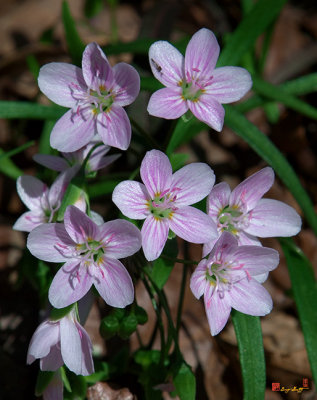 Virginia Spring-Beauty or Narrowleaf Spring-Beauty  (DSPF0058)