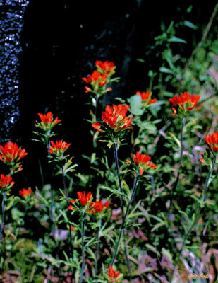Scarlet Indian Paintbrush or Painted Cup (2K)