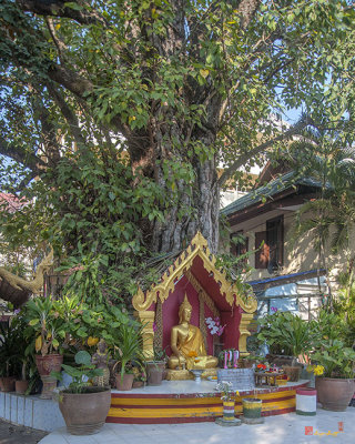 Wat Chetuphon Buddha Shrine Under Bodhi Tree (DTHCM1336)