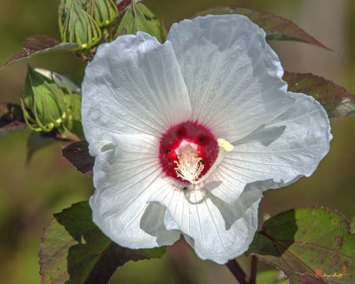 Crimson-eyed Rosemallow (Hibiscus moscheutos) (DSMF0321)