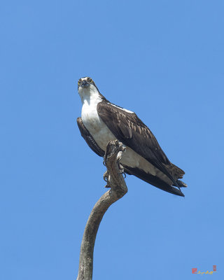 Osprey Looking Back (Pandion haliaetus) (DRB0256)