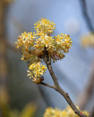 Sassafras (Sassafras albidum) (DFL0838)