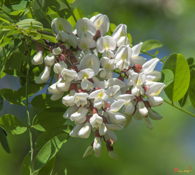 Legume or Pea Family (Fabaceae)