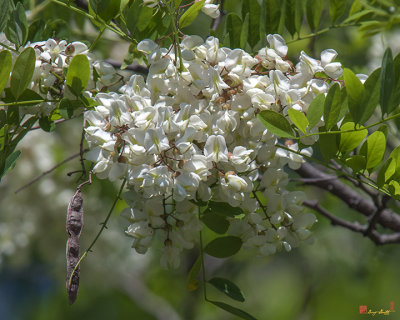 Black Locust Tree (Robinia pseudoacacia) (DSPF299)