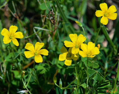 Yellow Wood Sorrel or Sour Grass (Oxalis stricta) (DSMF0076)