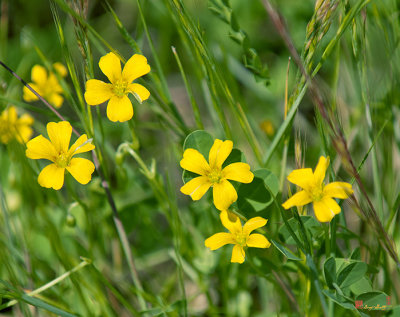 Yellow Wood Sorrel or Sour Grass (Oxalis stricta) (DSMF0197)