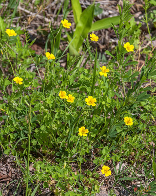 Yellow Wood Sorrel or Sour Grass (Oxalis stricta) (DFL0839)