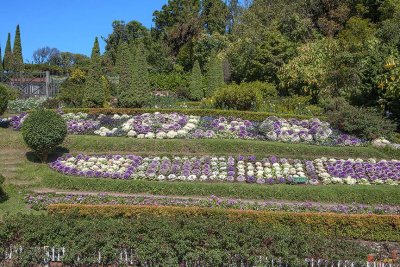 Doi Inthanon Great Holy Relics Pagodas Gardens Ornamental Cabbage (DTHCM1524)